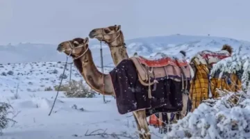 كتلة هوائية قطبية.. خرائط الطقس تكشف موعد وصول الأمطار الثلجية إلى مصر والمنطقة